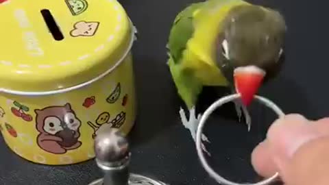 Smart parrot activities