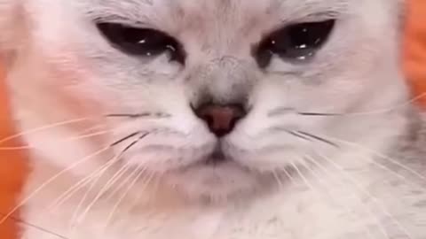 Reactions of other cats after cutting a cat statue funny and cute animals video
