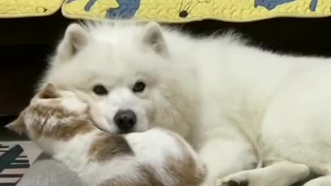 Funny animals, Cutest Animals, Love between dog and a cat ! watch till the end !🤩🤩🤩