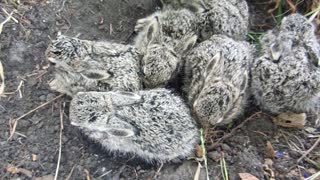 Adorable Jackrabbit Babies Waiting For Mom Morning Breakfast