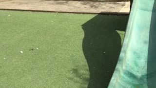Cute pug goes down slide!