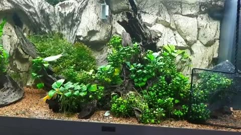 How to catch fast aquarium fish in a nice Aquascape without ruining it!!