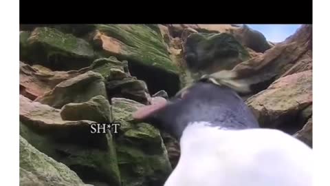 Penguins are hilarious