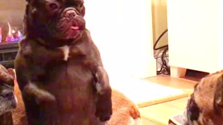 French Bulldog siblings talk with their paws