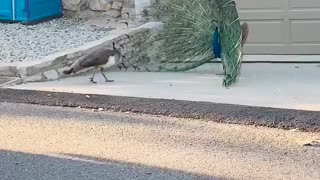 Spectacular Peacock tries to impress Peahen