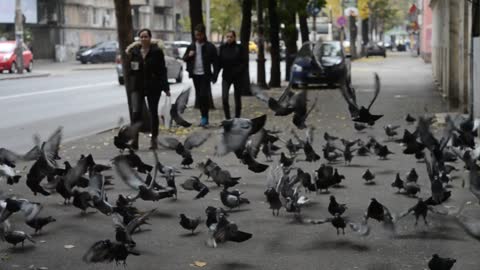Very cool video of a group of pigeons eating on the sidewalk