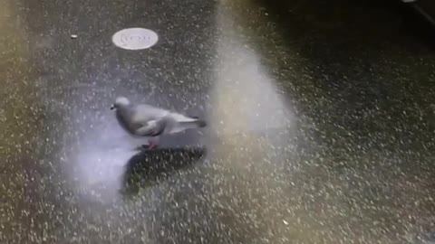 Pigeon riding subway and walking out the front door