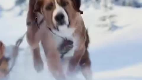 How to prepare dogs for snow