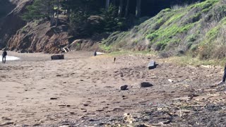 Wild Coyote Walks under Golden Gate Bridge