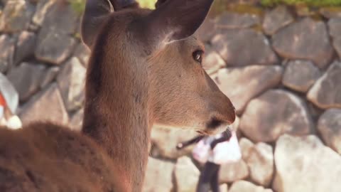 Wild deer on Miyajima Island watches tourists