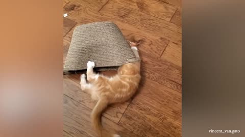 Silly CAT Videos will make you LAUGH YOUR HEAD OFF - Funniest Pet Reaction