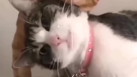 funny and cute cats😂🐈#shortvideo #shorts 0:44