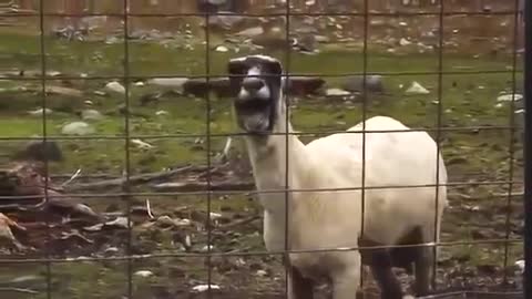 SCREAMING GOAT - MEME