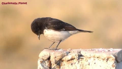 Black headed Wheatear: The most elegant bird