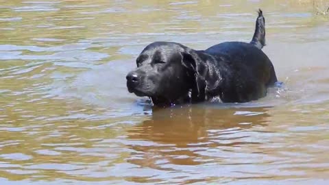 Water proof black labrador swimming happily in the water