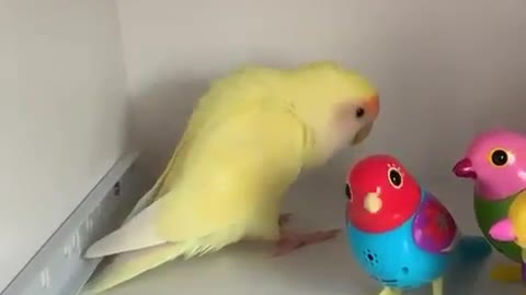 Parrot is dancing to the sound of plastic toys.