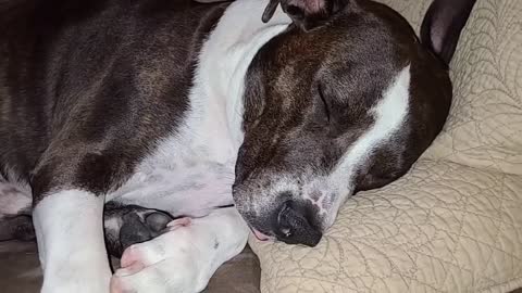 Bruno the pit bull sleeping with tongue out