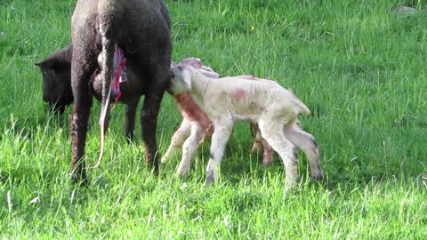 SHEEP GIVE BIRTH THREE CUTE BABY SHEEP SO CUTE