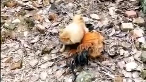 Funny animals videos - chicken vs dog