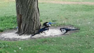 Herd Of Birds Picking Up Rice On Ground