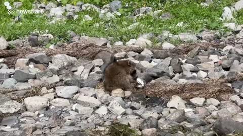 Baby raccoons devour massive smallmouth bass