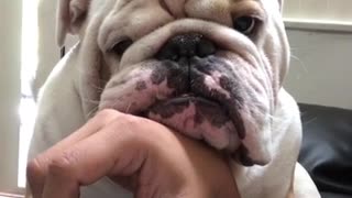 Bulldog le demuestra todo su amor a su dueño