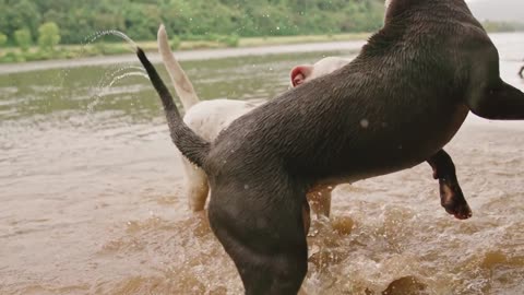 Two dogs playing happily in the river