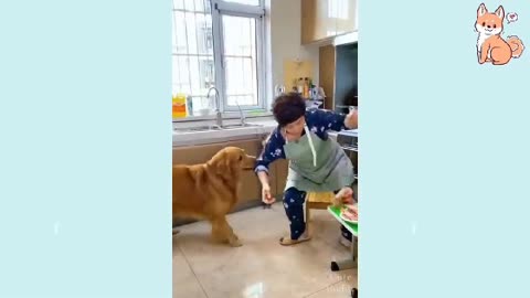 Funny doggos 🐶 reactions to the viral slice cake of mini bulldog haha🥺🐾