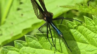 Blue dragonfly flies away in slow motion / beautiful insect in slow motion.