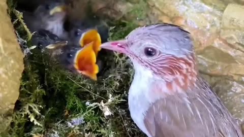 Cute Birds Eating Animals Video..2023