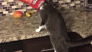 Cat finds bag of chips