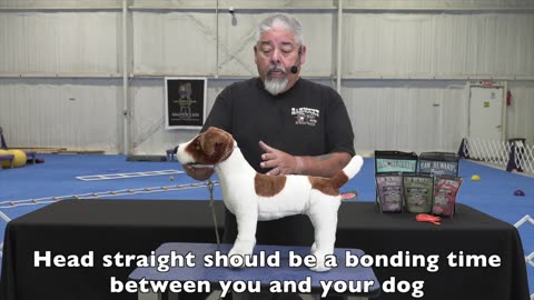 Dog's training video view and learn !