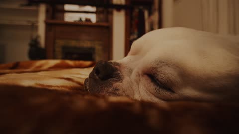 Funny dog 🐶 bubbly’s sleeping videos 😅