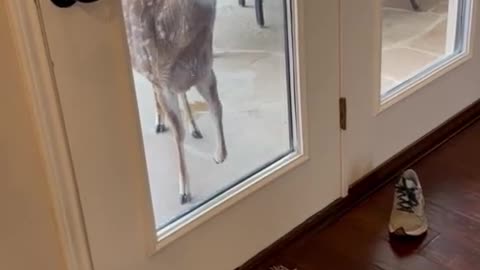 Hungry deer demands food by stomping her hoof