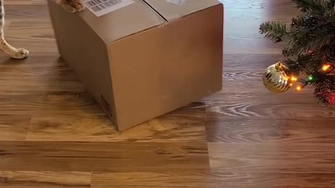 Cat Pushes Boxes Around
