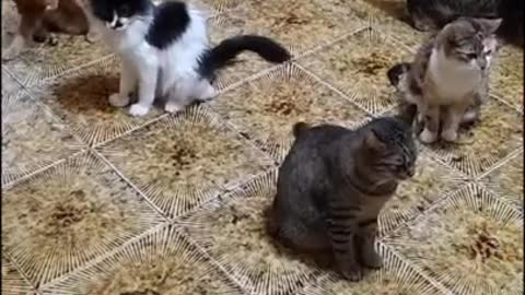cute cats destroying house