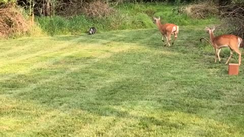 Deer Chases Off Curious Cat
