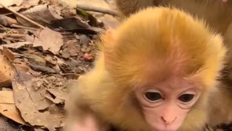 Baby monkey newborn cute animals and mom 9