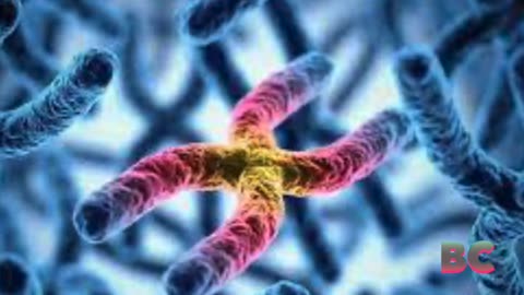 Scientists Create Artificial Human Chromosomes In Landmark Genetic Feat