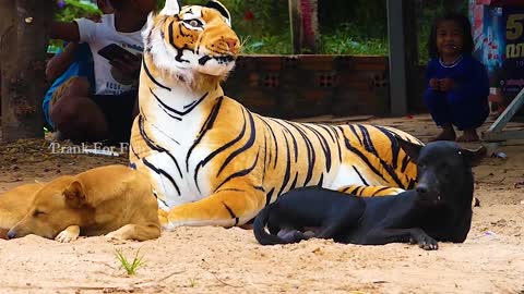 very funny dog ​​scared with tiger 🐯 lie !! kkkk 😂!