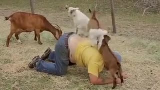 The man lies down and the animals massage him