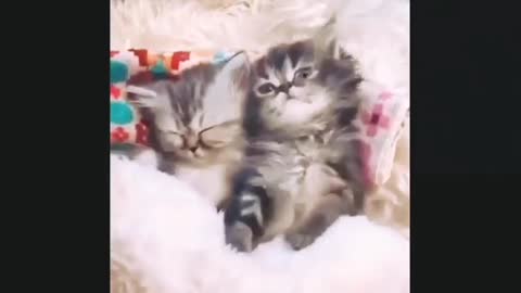 Funny Cats compilations too much funny every moment