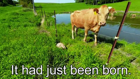 Mother cow clearly asks man to rescue her newborn calf