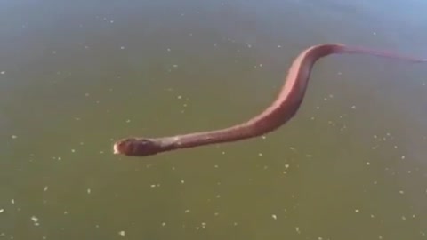 A Snake Swims By The Boat in The lake.