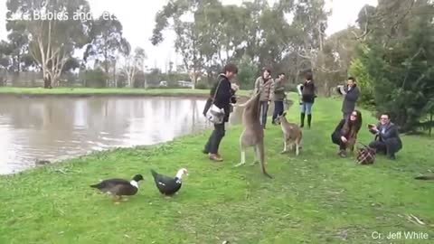 Funny Animals Chasing People and Scaring People