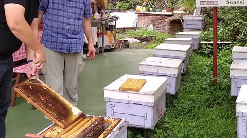 Visiting the beekeeper 三美養蜂 🇹🇼 (2019-05)