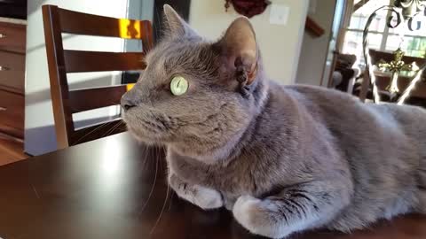 Cat Watching Wildlife Activity Out Window - Jericho