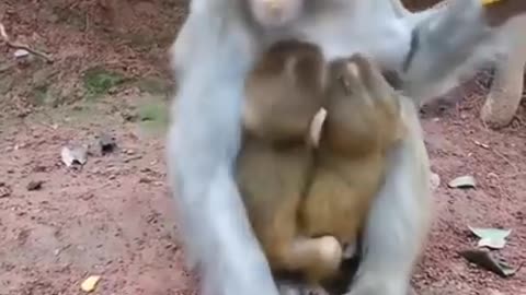 Monkey: don't touch my kids