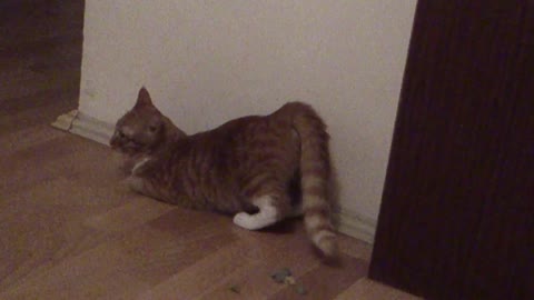 Cat twerk