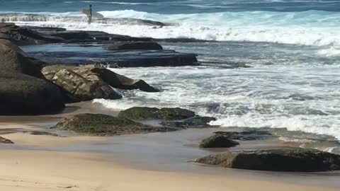 Kid with surf board on rocks waves hits him and he falls